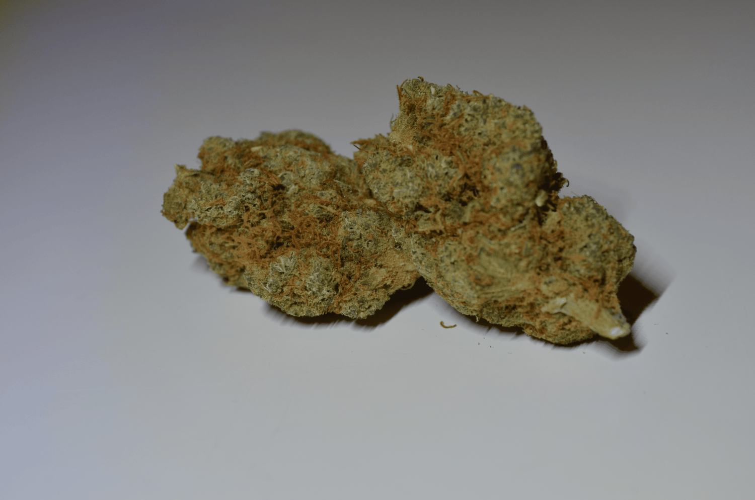 Gorilla Glue